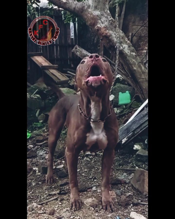 Photo of the dog