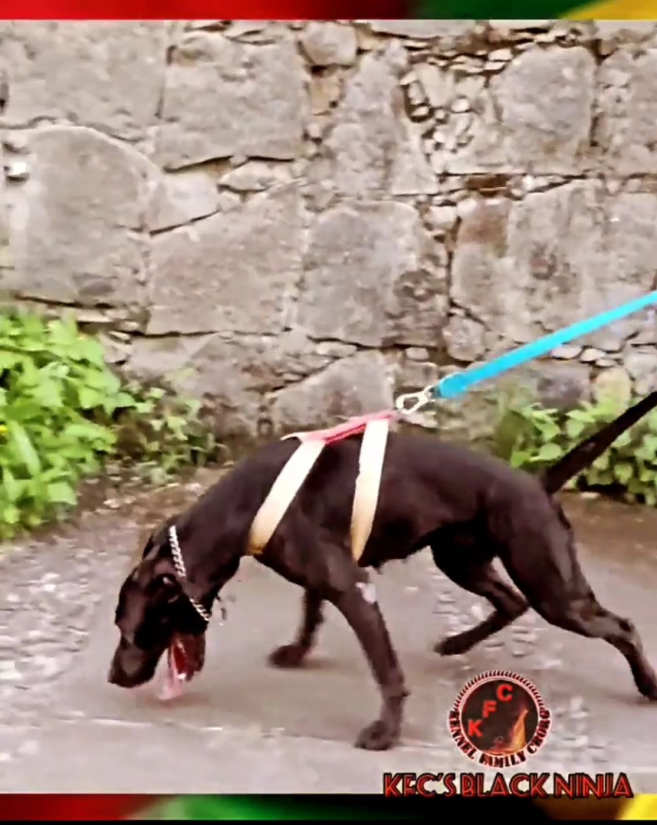 Photo of the dog