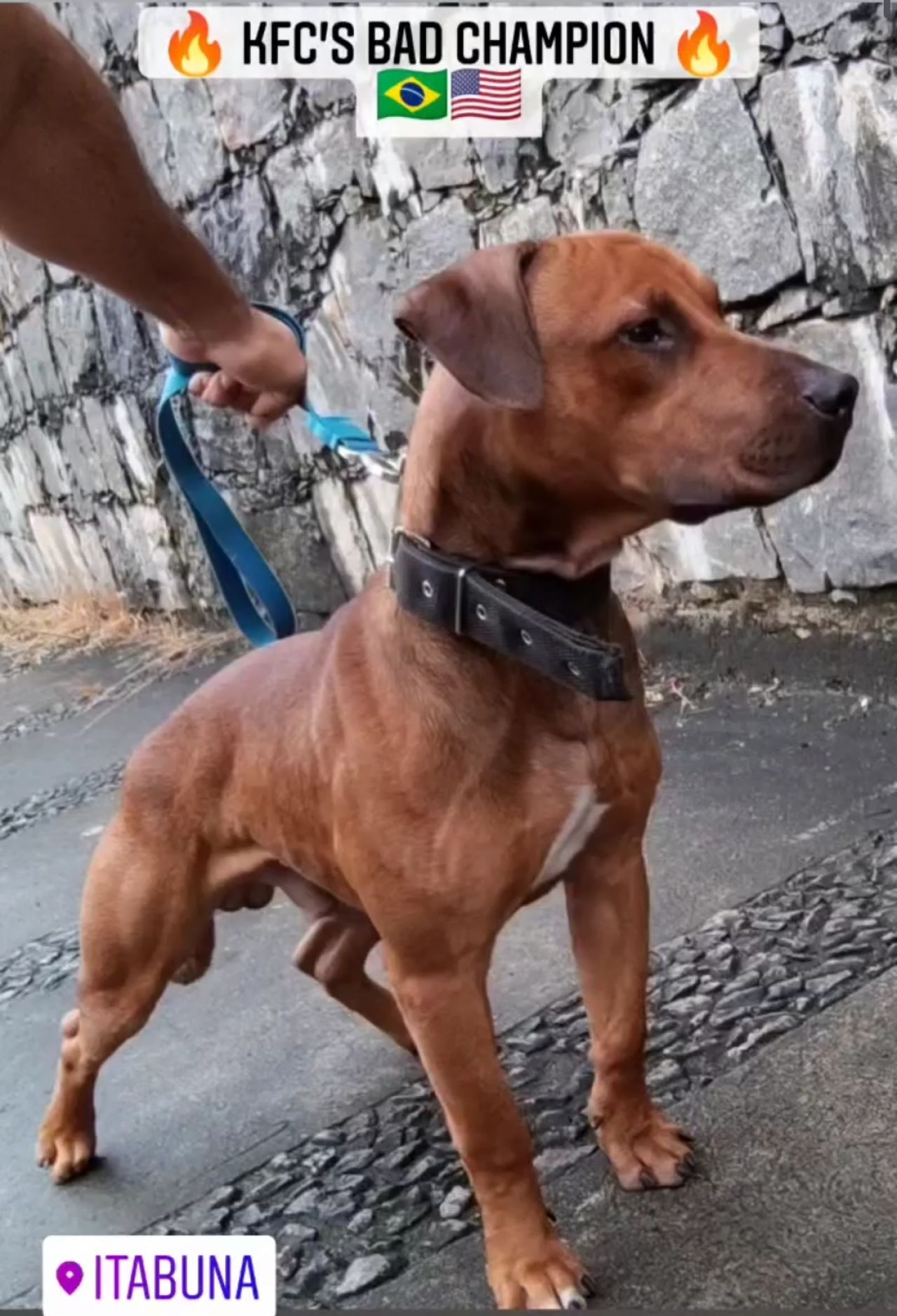 Photo of the dog