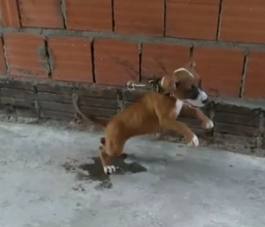 Photo of the dog