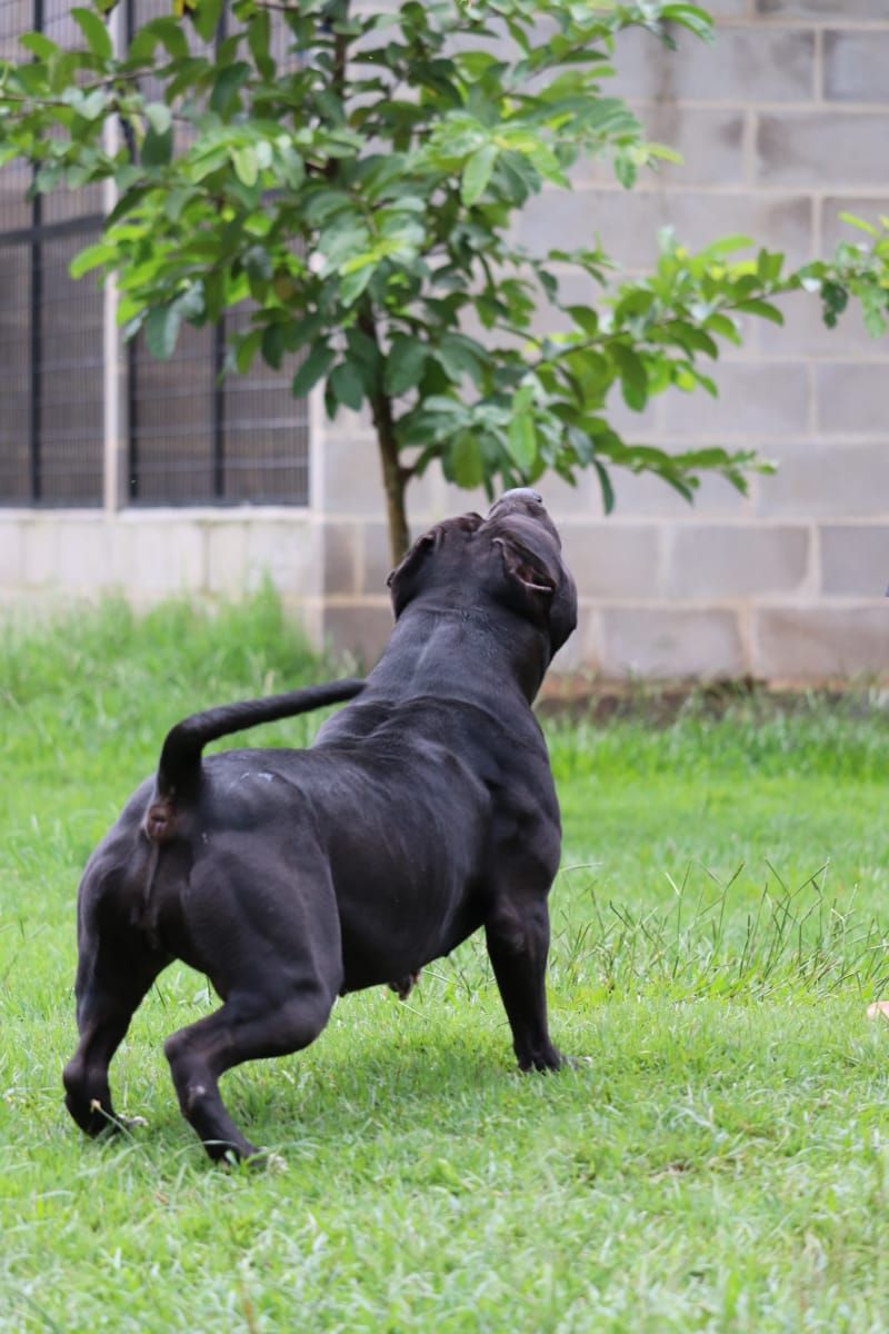Photo of the dog