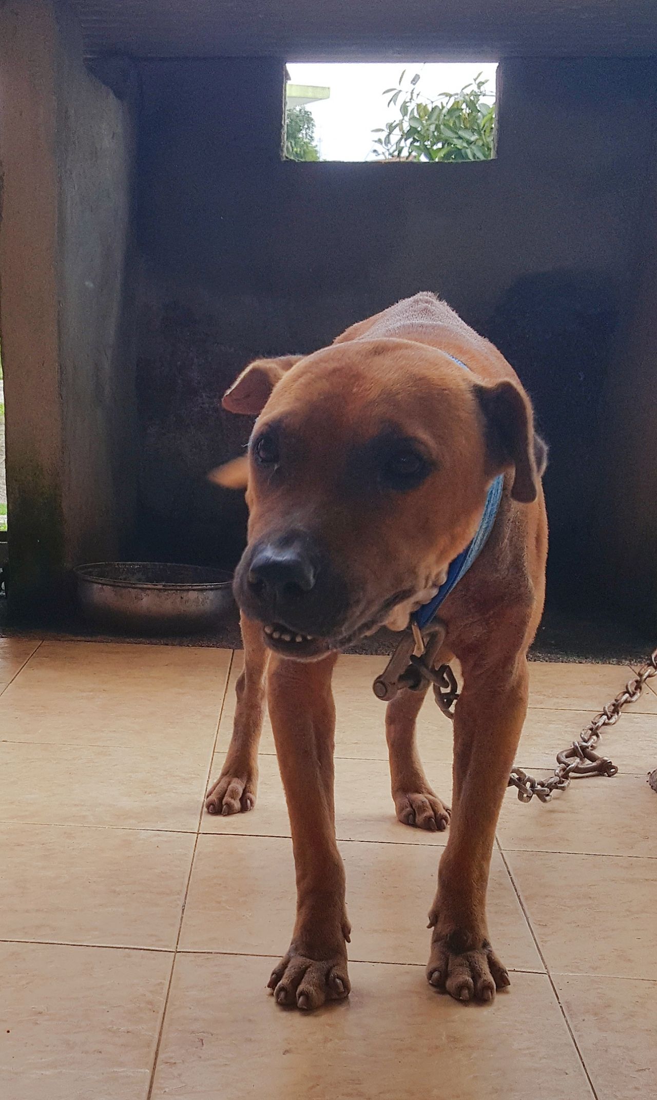 Photo of the dog