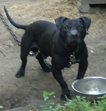 Photo of the dog