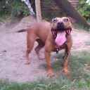 Photo of the dog