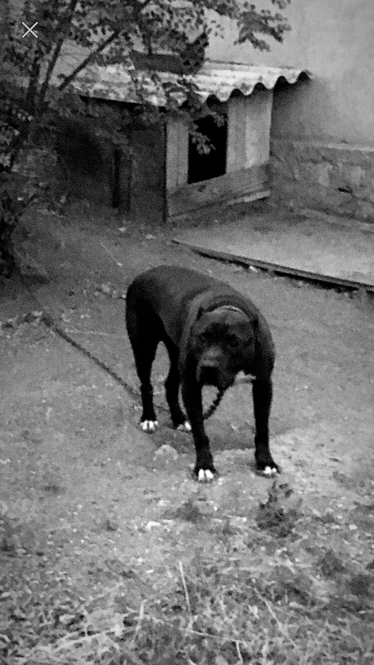 Photo of the dog