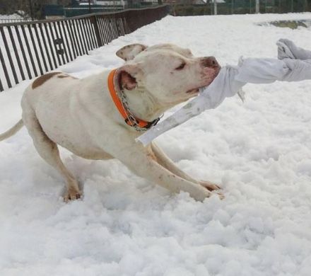 Photo of the dog