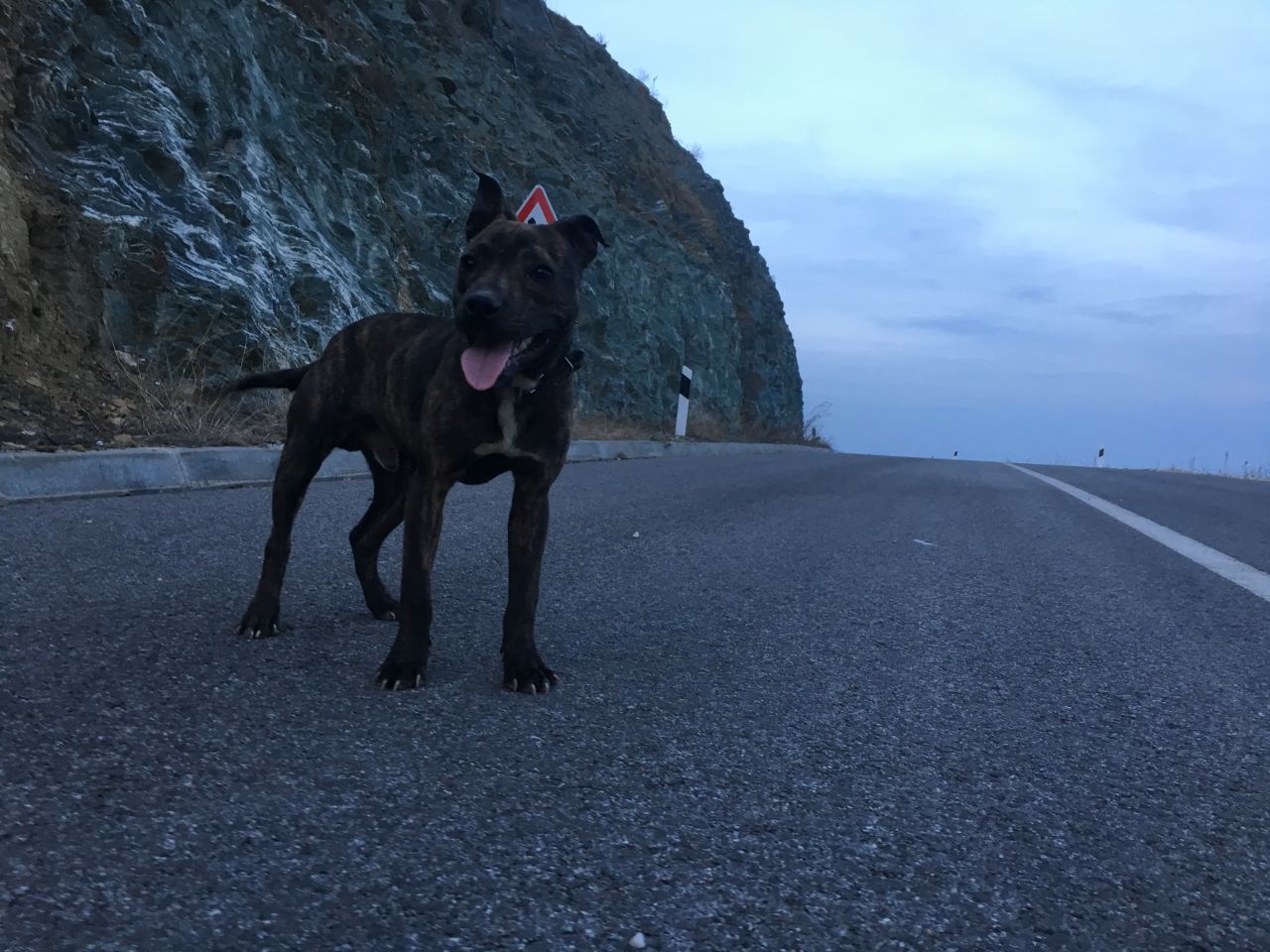 Photo of the dog