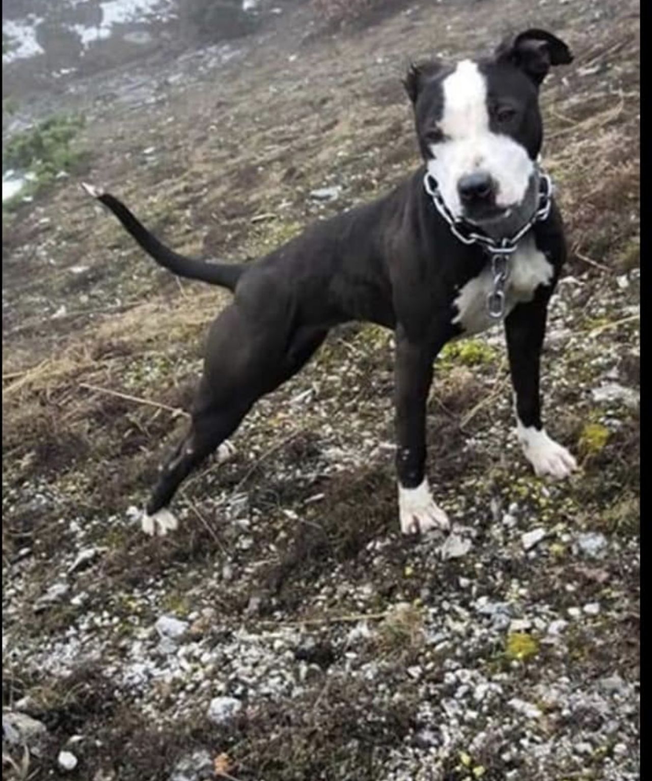 Photo of the dog