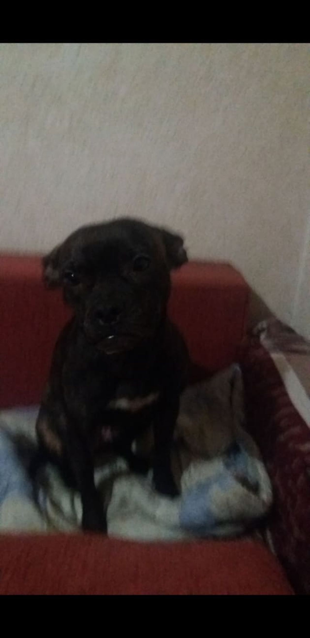 Photo of the dog