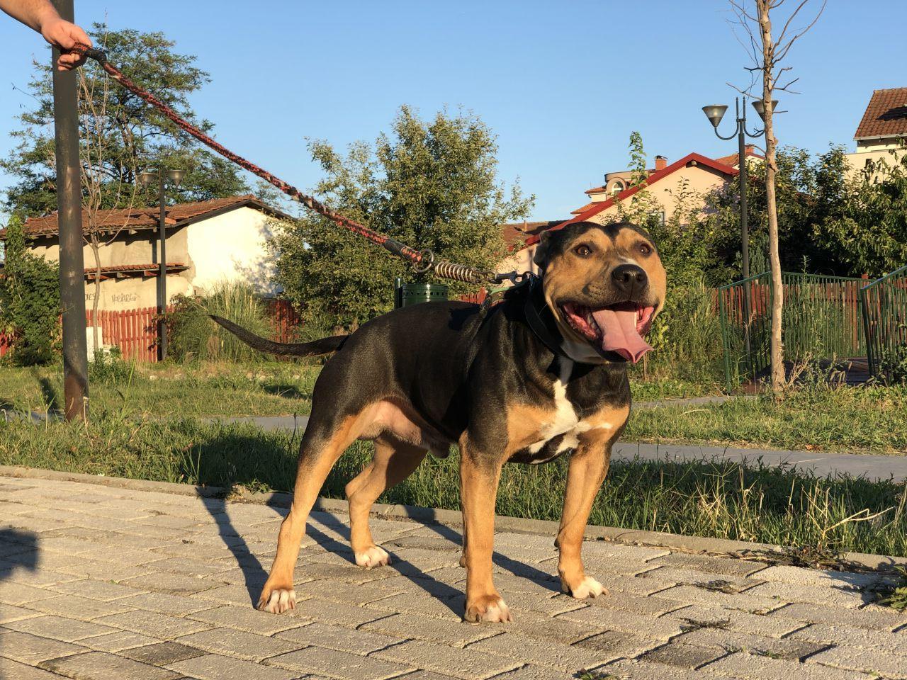 Photo of the dog