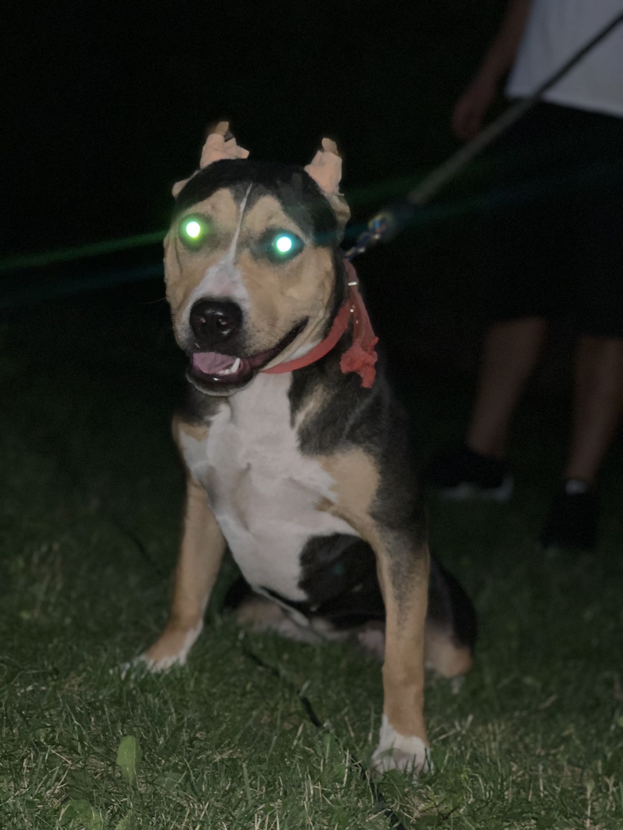 Photo of the dog