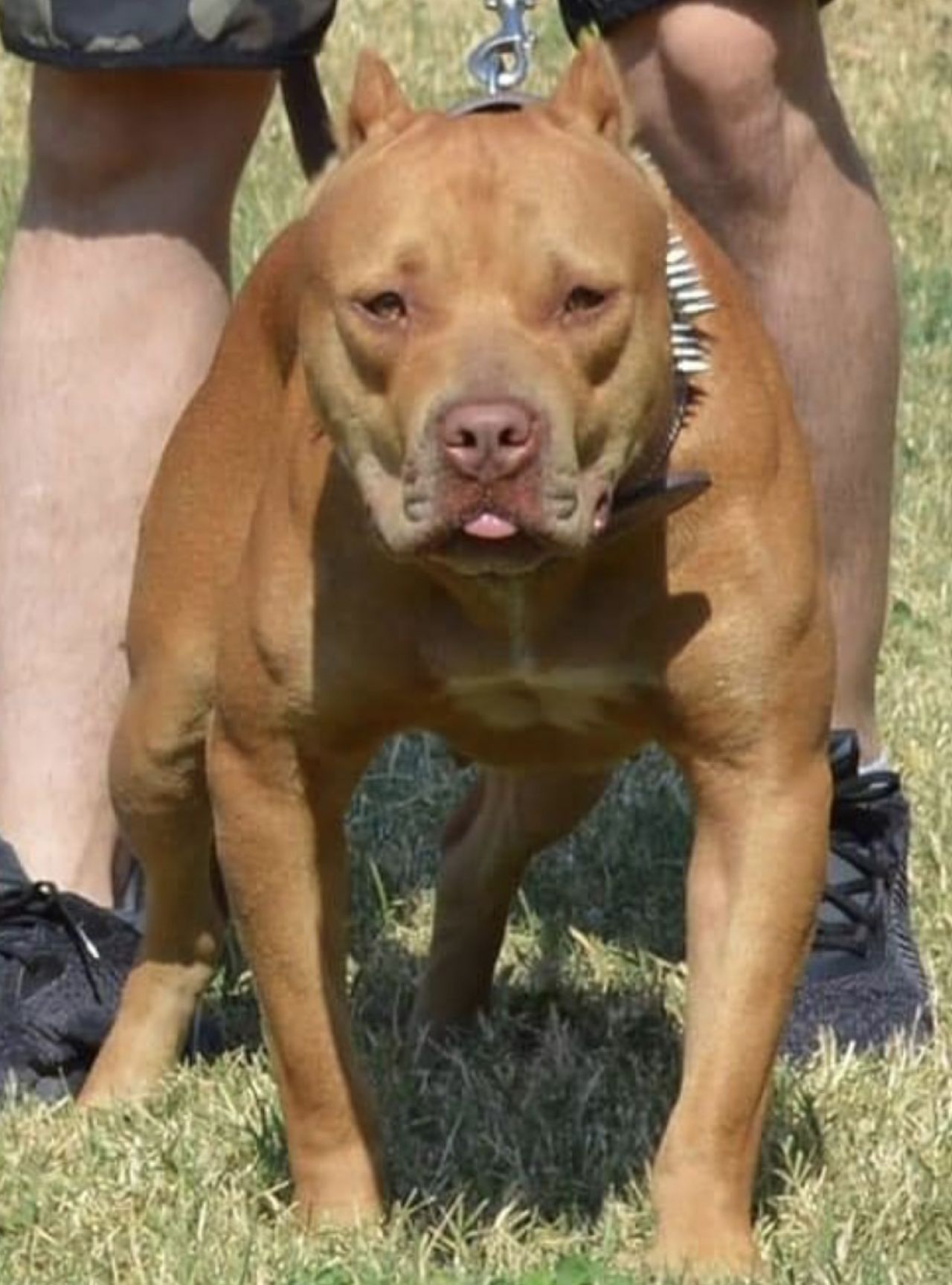 Photo of the dog