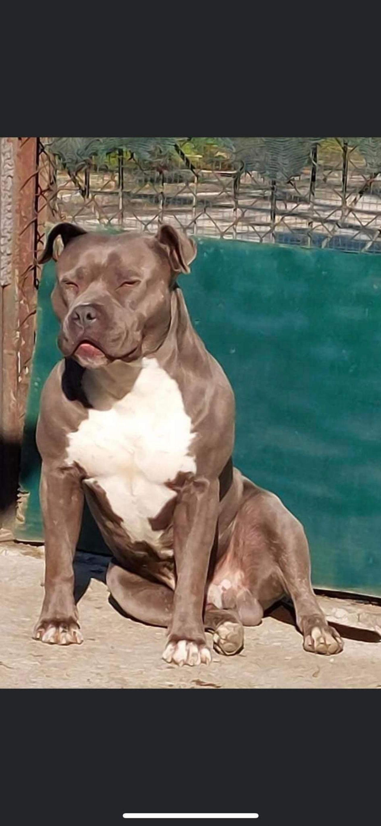 Photo of the dog