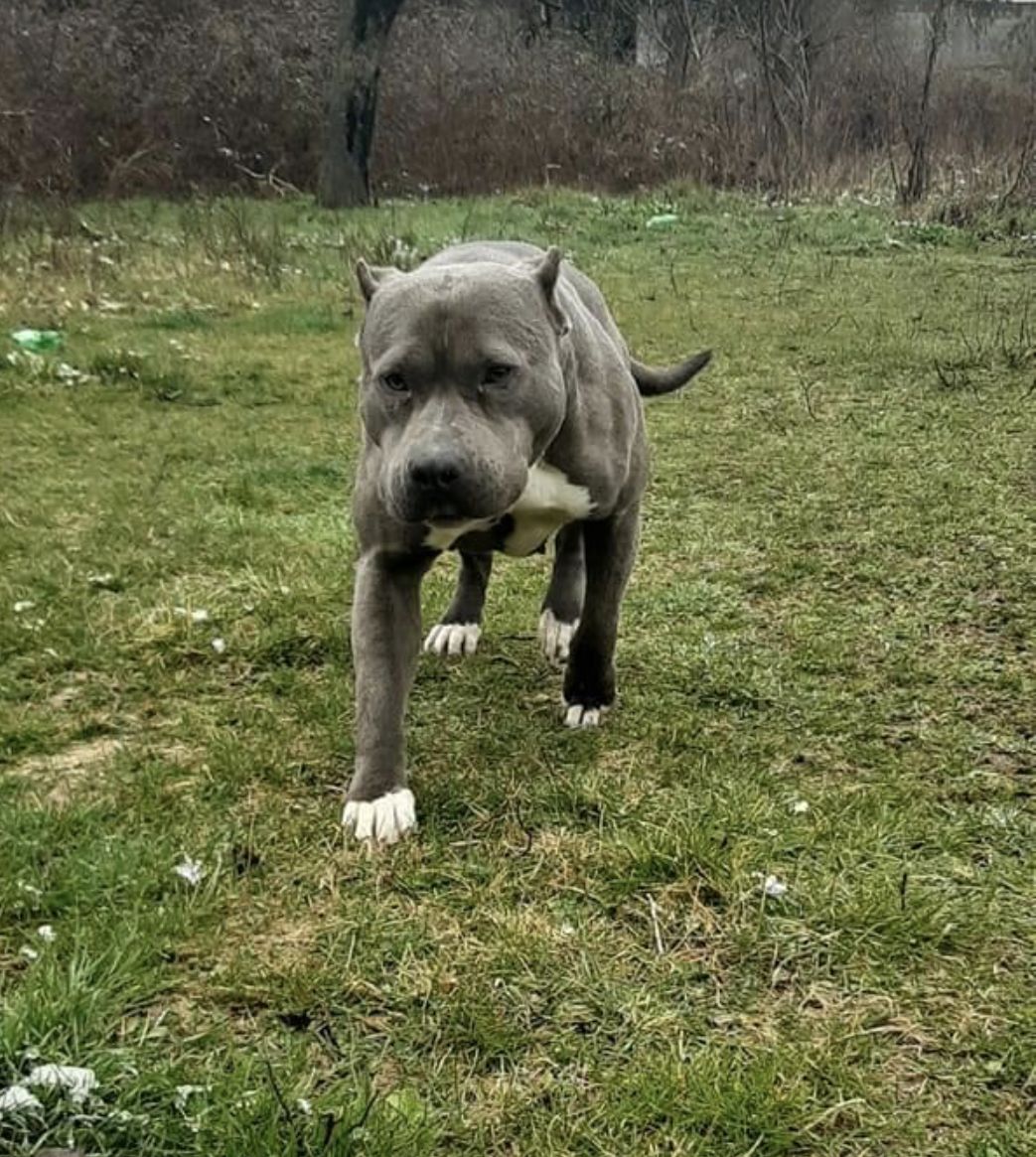 Photo of the dog