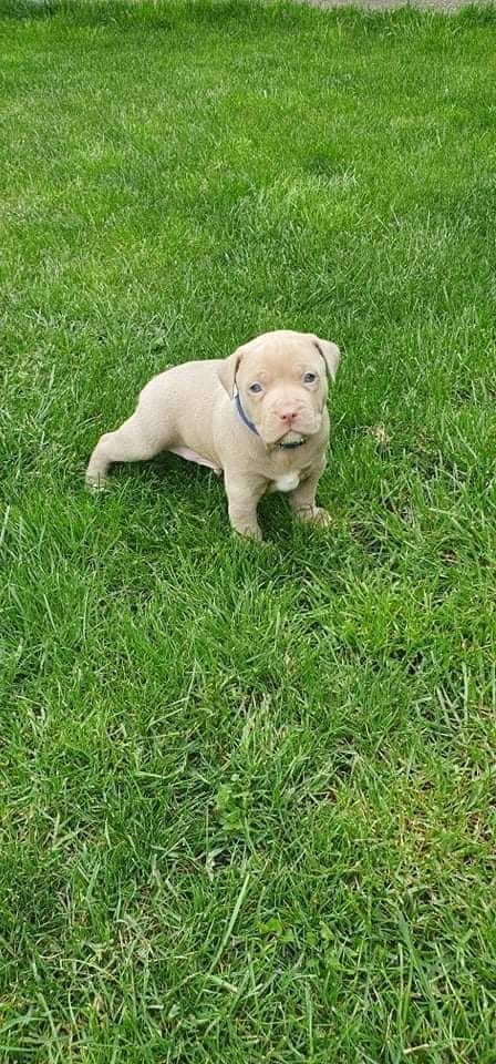 Photo of the dog