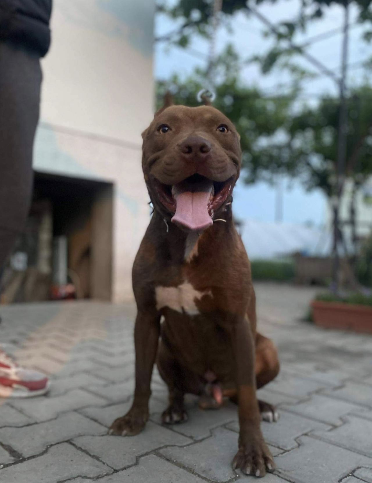 Photo of the dog