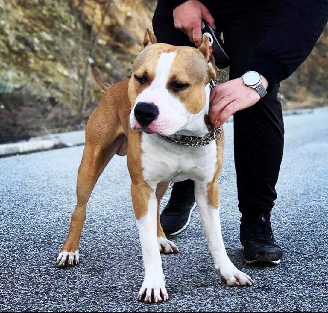Photo of the dog