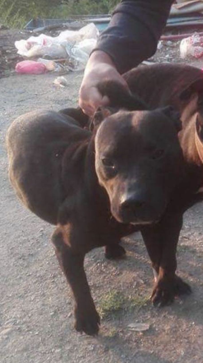 Photo of the dog