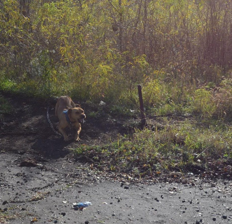 Photo of the dog