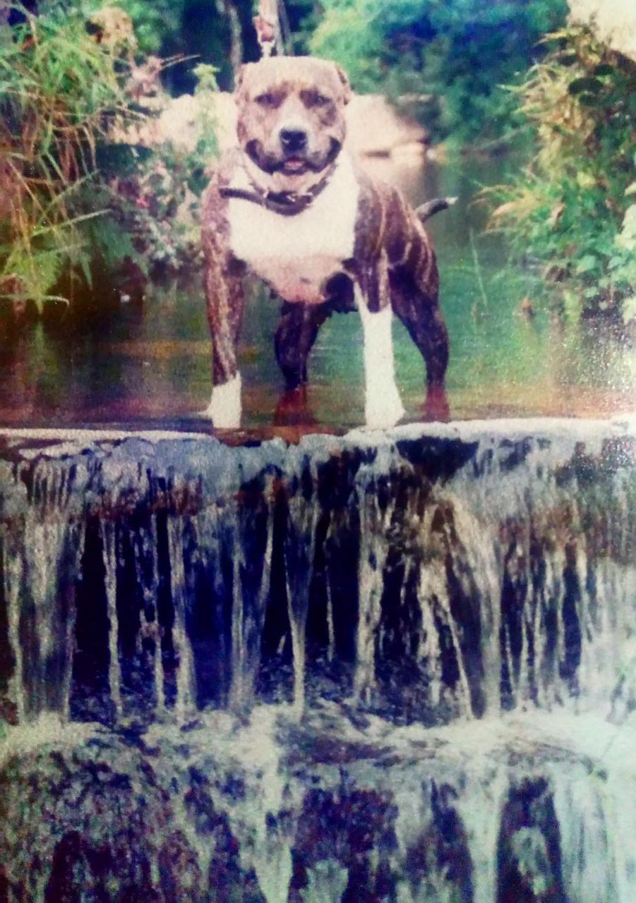 Photo of the dog