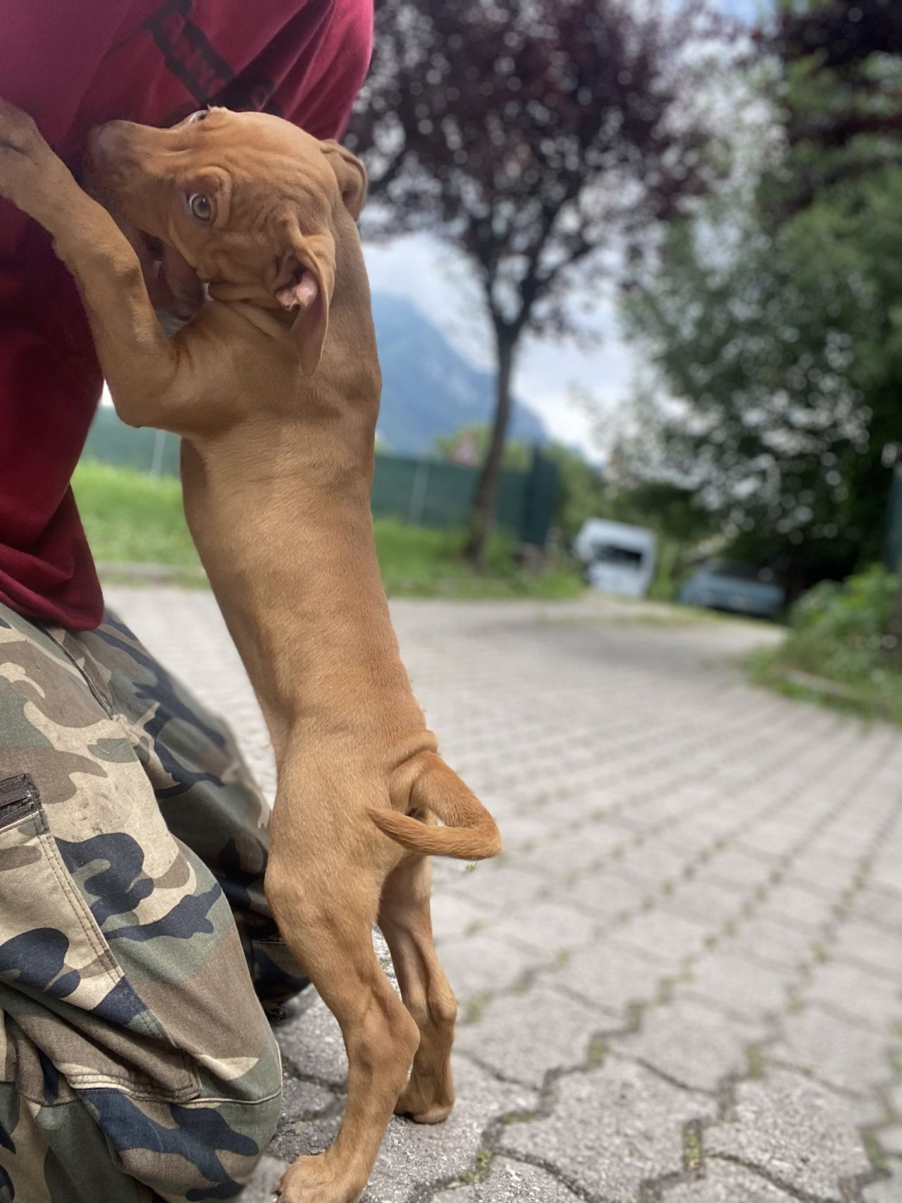 Photo of the dog