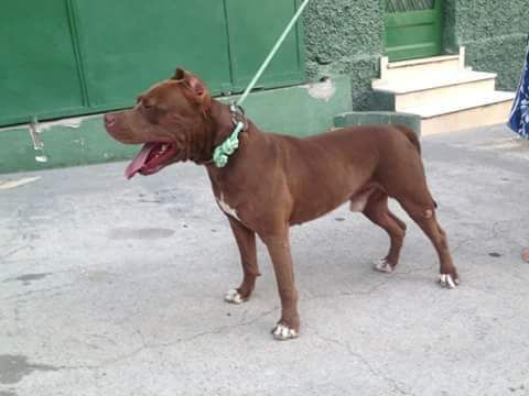 Photo of the dog