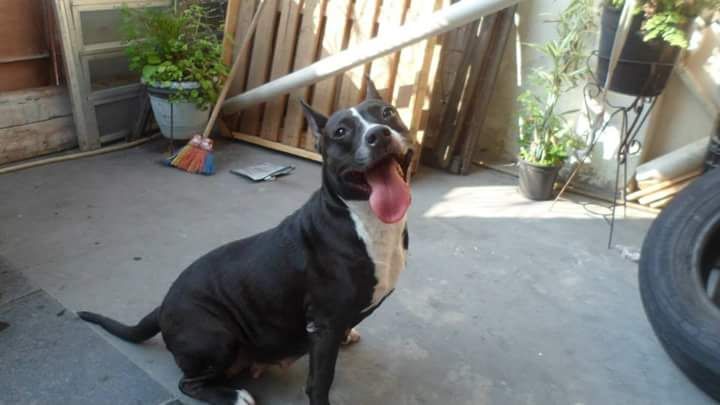 Photo of the dog