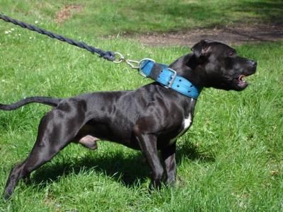 Photo of the dog