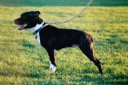 Photo of the dog