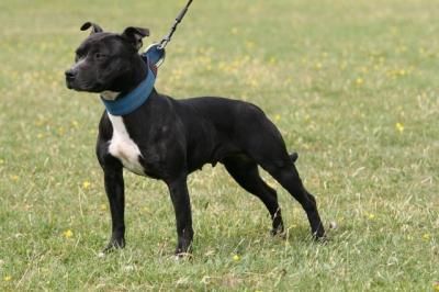 Photo of the dog