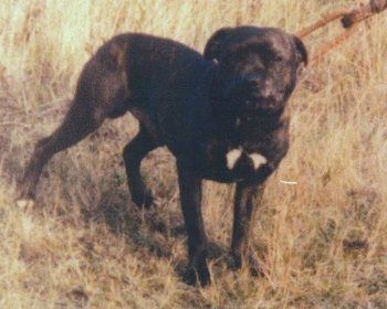 Photo of the dog