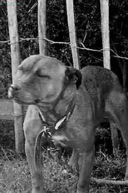Photo of the dog