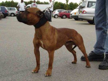 Photo of the dog