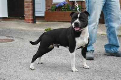 Photo of the dog