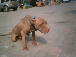 Photo of the dog