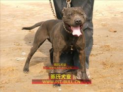 Photo of the dog