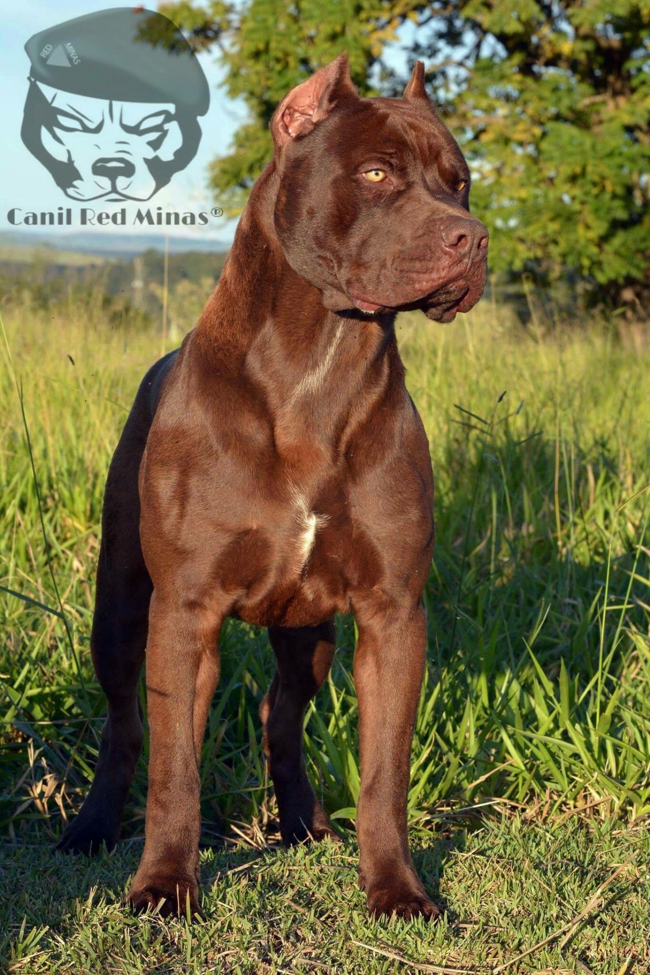 Photo of the dog