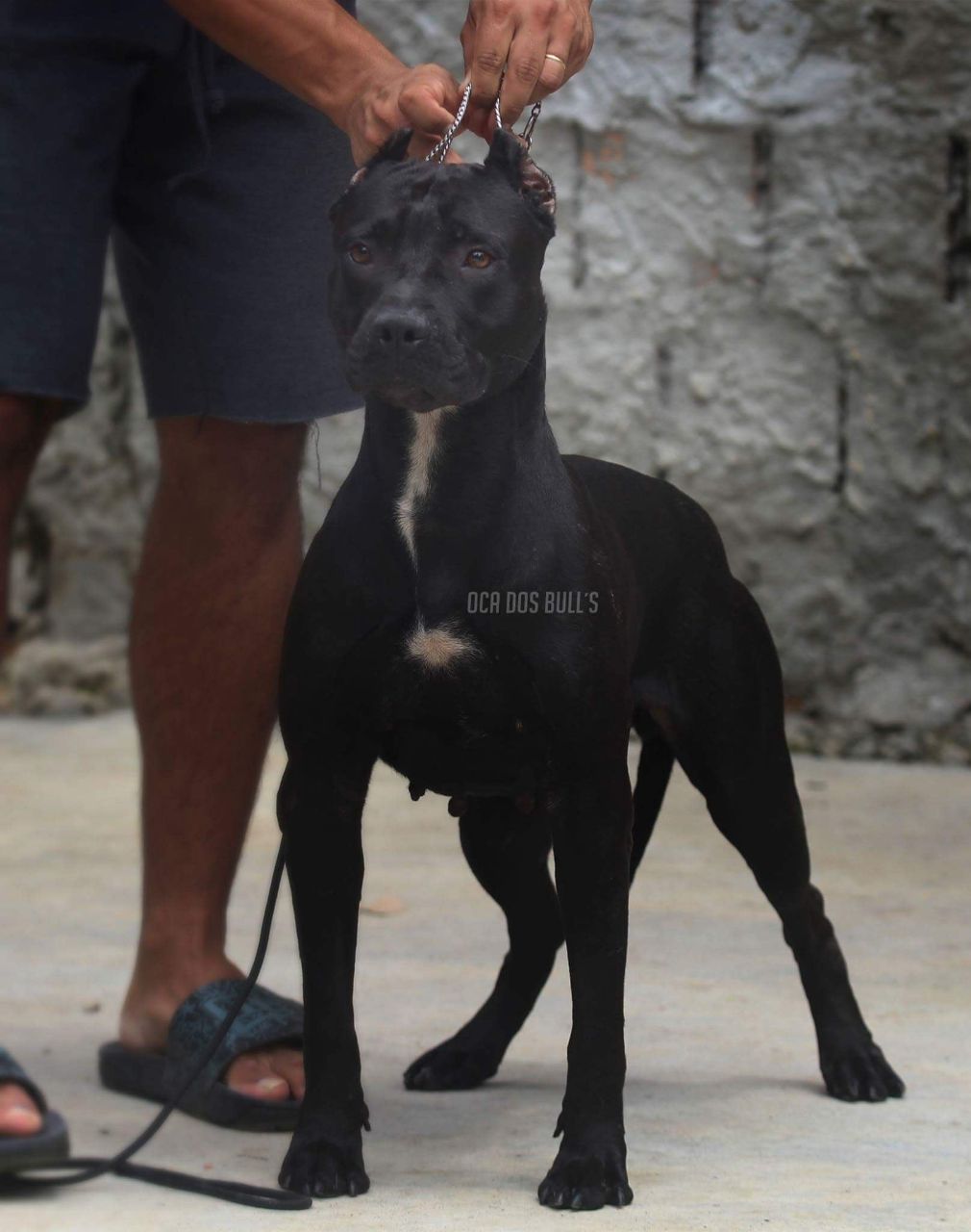 Photo of the dog