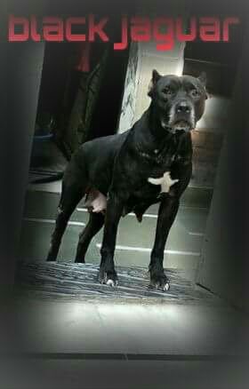 Photo of the dog