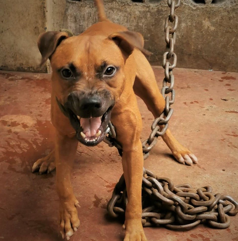 Photo of the dog