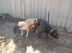 Photo of the dog