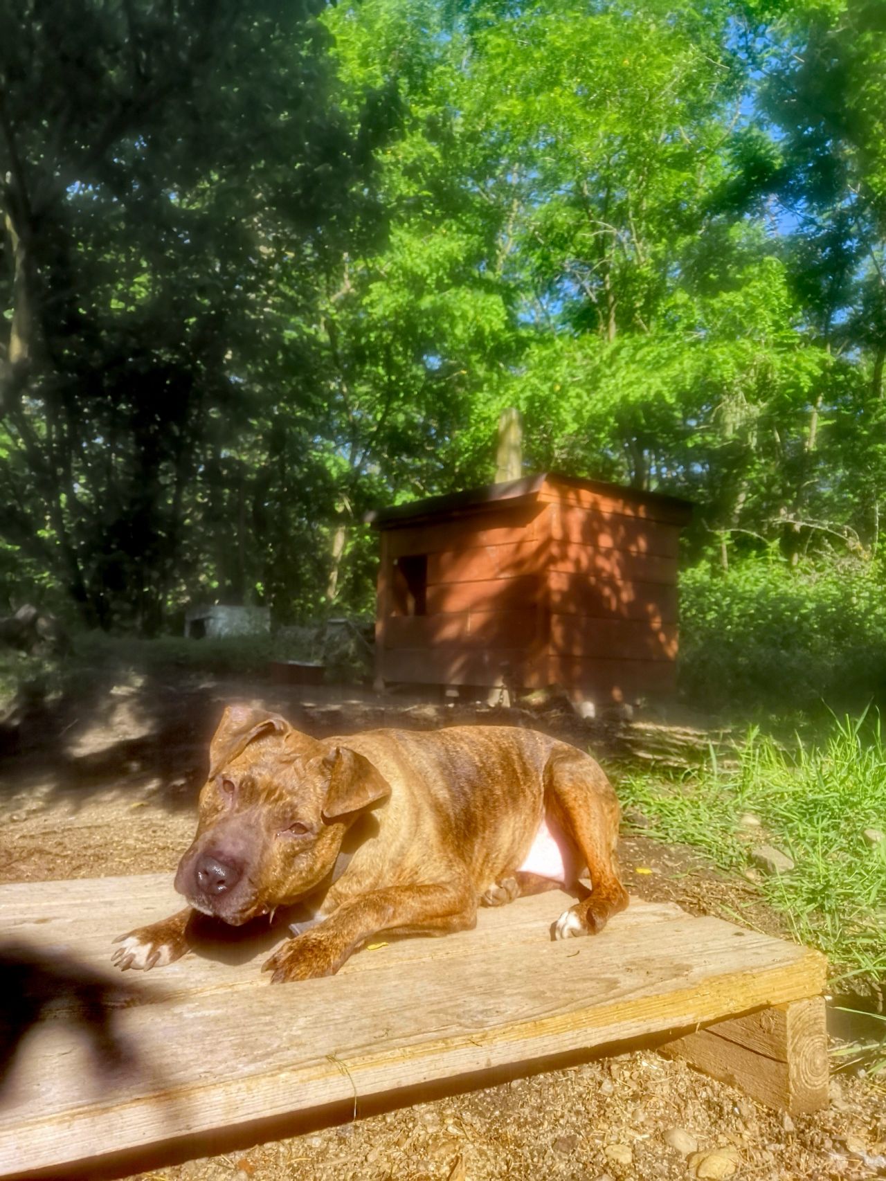 Photo of the dog