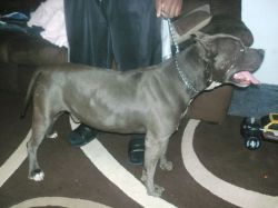 Photo of the dog