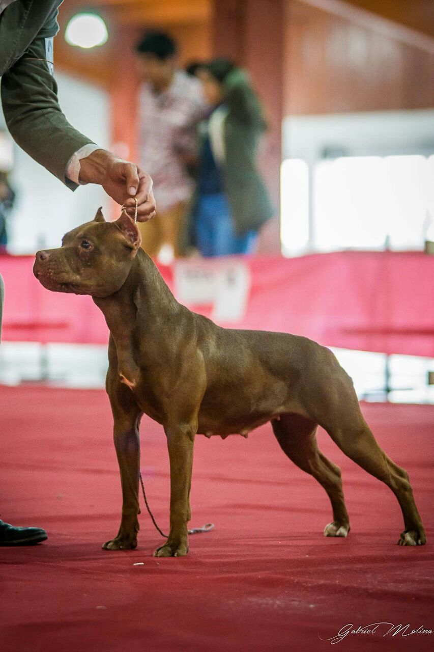 Photo of the dog