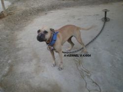 Photo of the dog