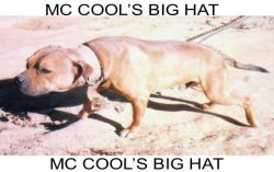 Photo of the dog