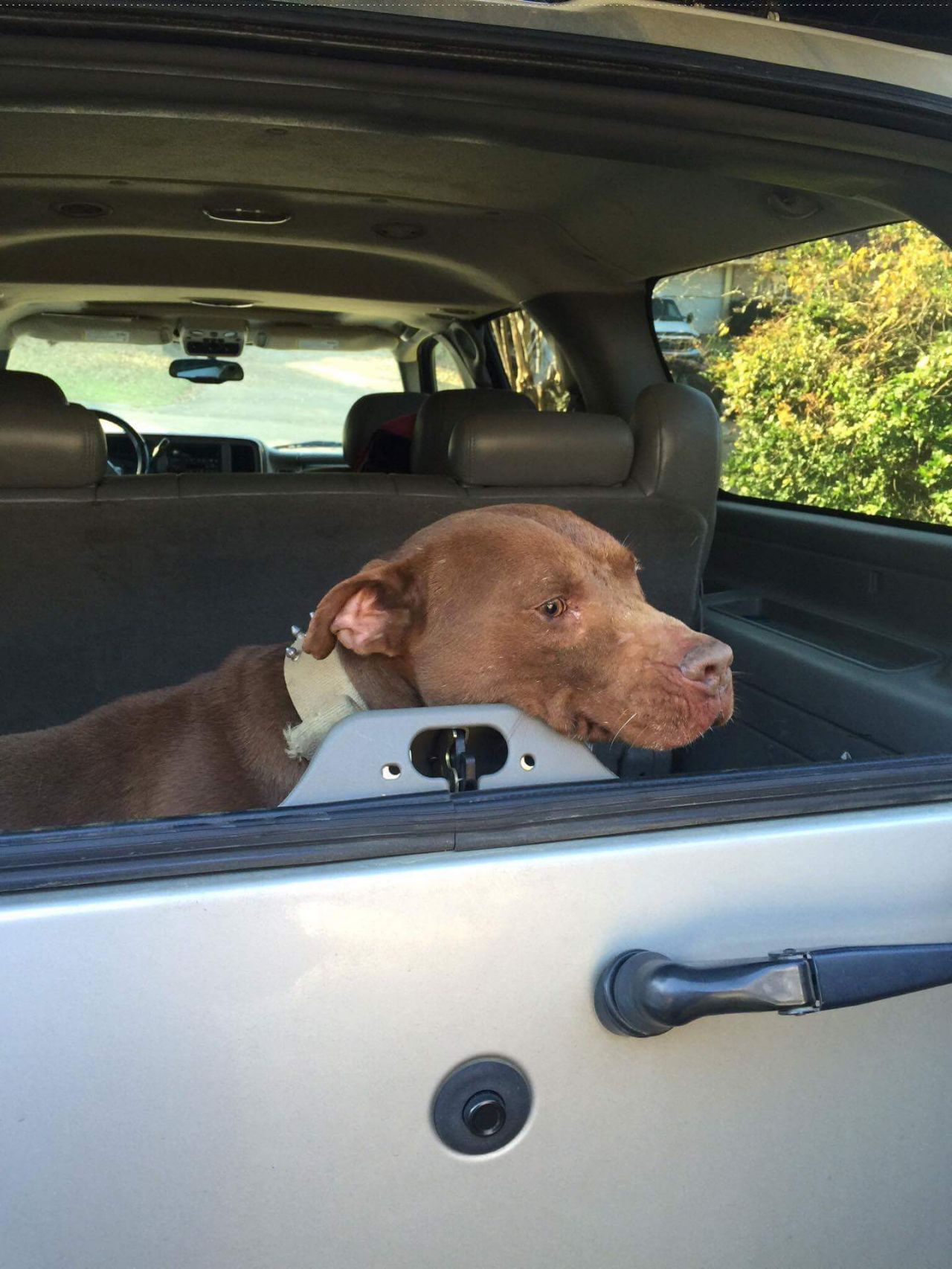 Photo of the dog