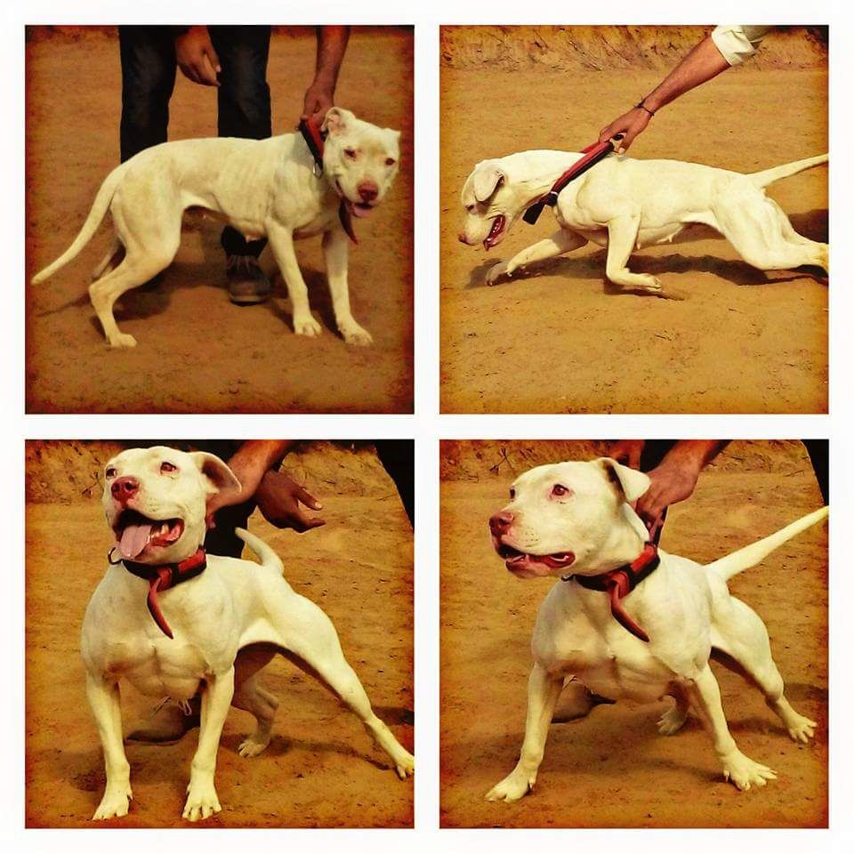 Photo of the dog