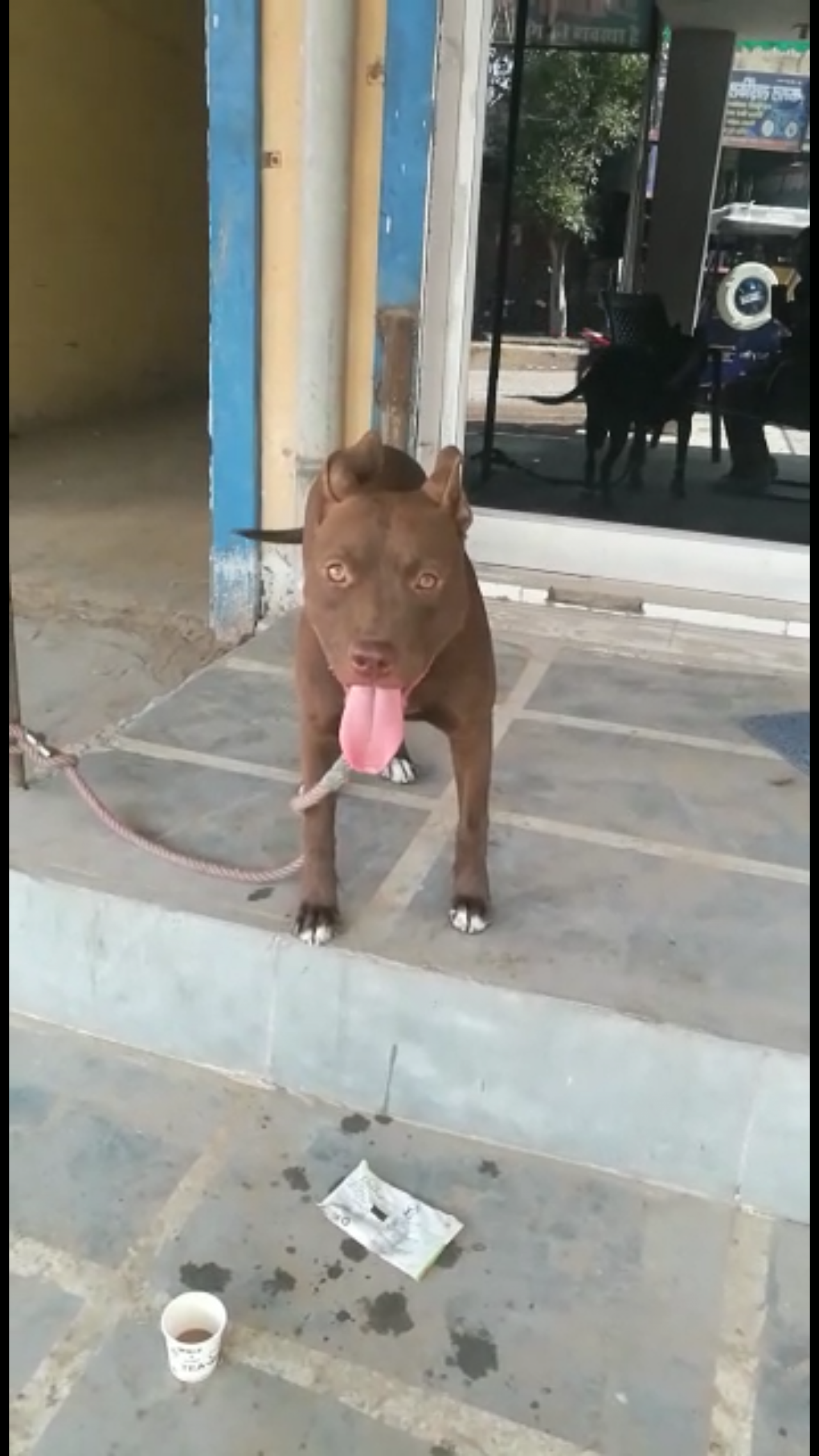 Photo of the dog