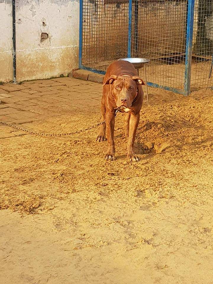 Photo of the dog
